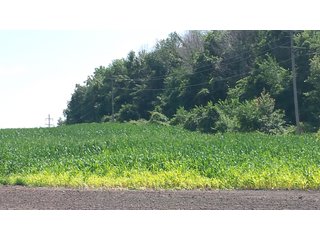 Property photo 12 - Real Estate Auction - 125.5 Acres in 6 Tracts - Tillable Farmland, Country Home, Building Sites, Wooded Land